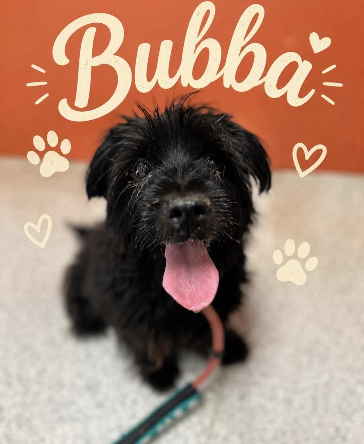 Bubba, ADOPTABLE, Senior Male Norwich Terrier.
