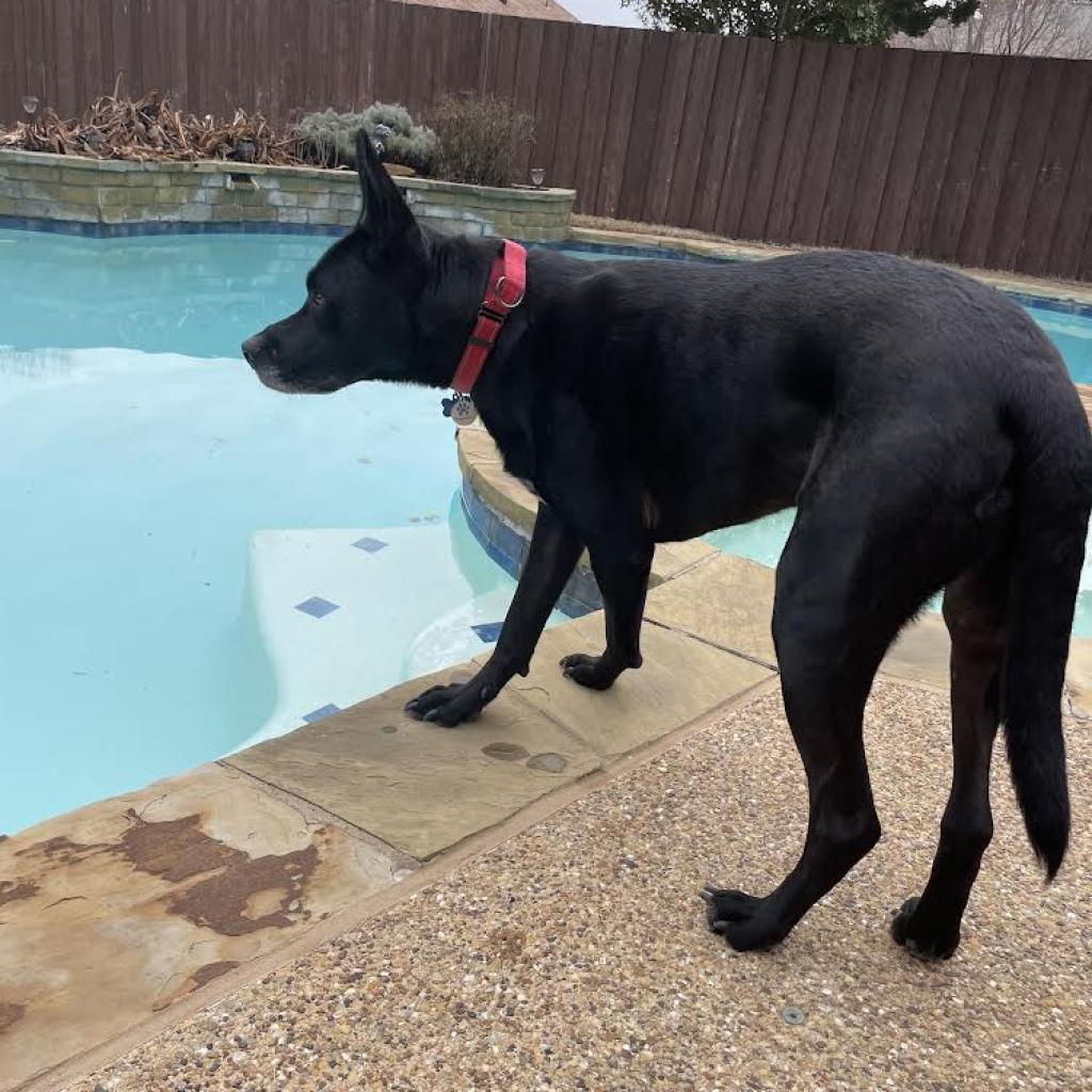 Blaze IV, Adoptable, Senior Male Shepherd.