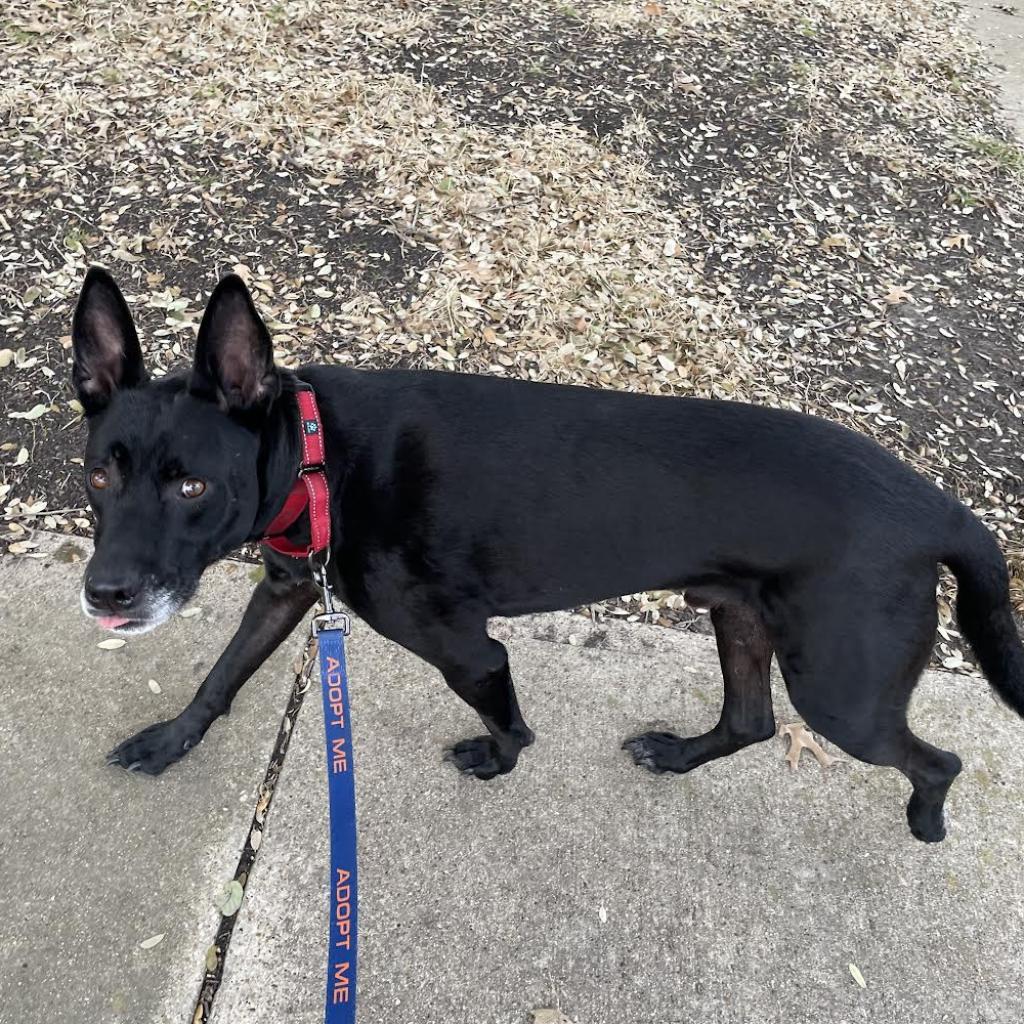 Enlarge Blaze IV, a Adoptable Shepherd in Dallas, TX image 2/6