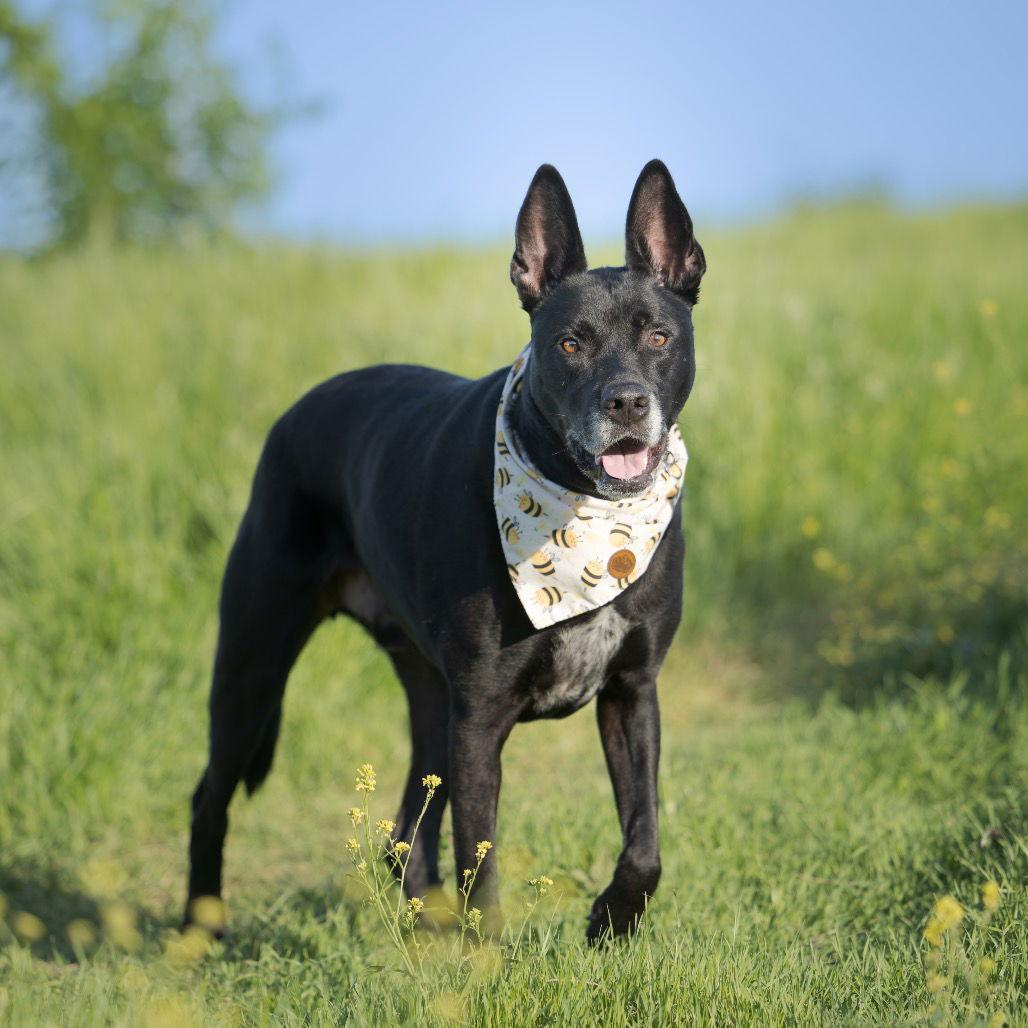 Enlarge Blaze IV, a Adoptable Shepherd in Dallas, TX image 3/6