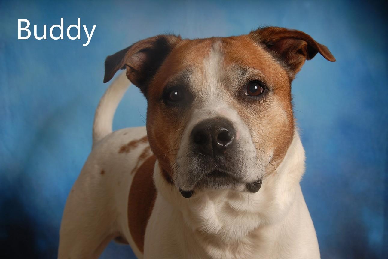 Buddy, ADOPTABLE, Senior Male Pit Bull Terrier & Boxer.