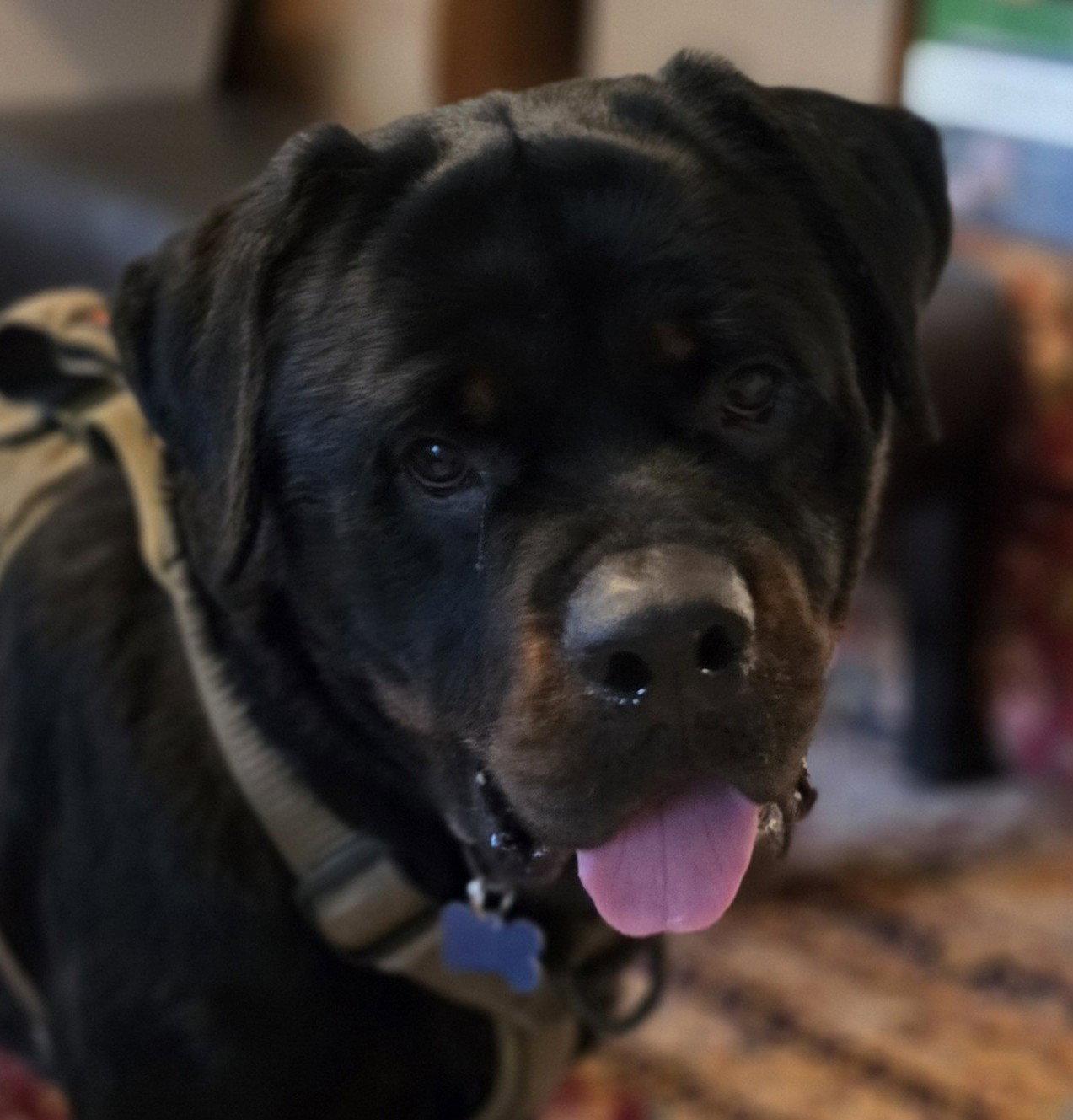 Enlarge Dan, a Adoptable Rottweiler in Hillsboro, NH image 1/3