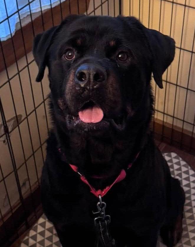Enlarge Dan, a Adoptable Rottweiler in Hillsboro, NH image 2/3