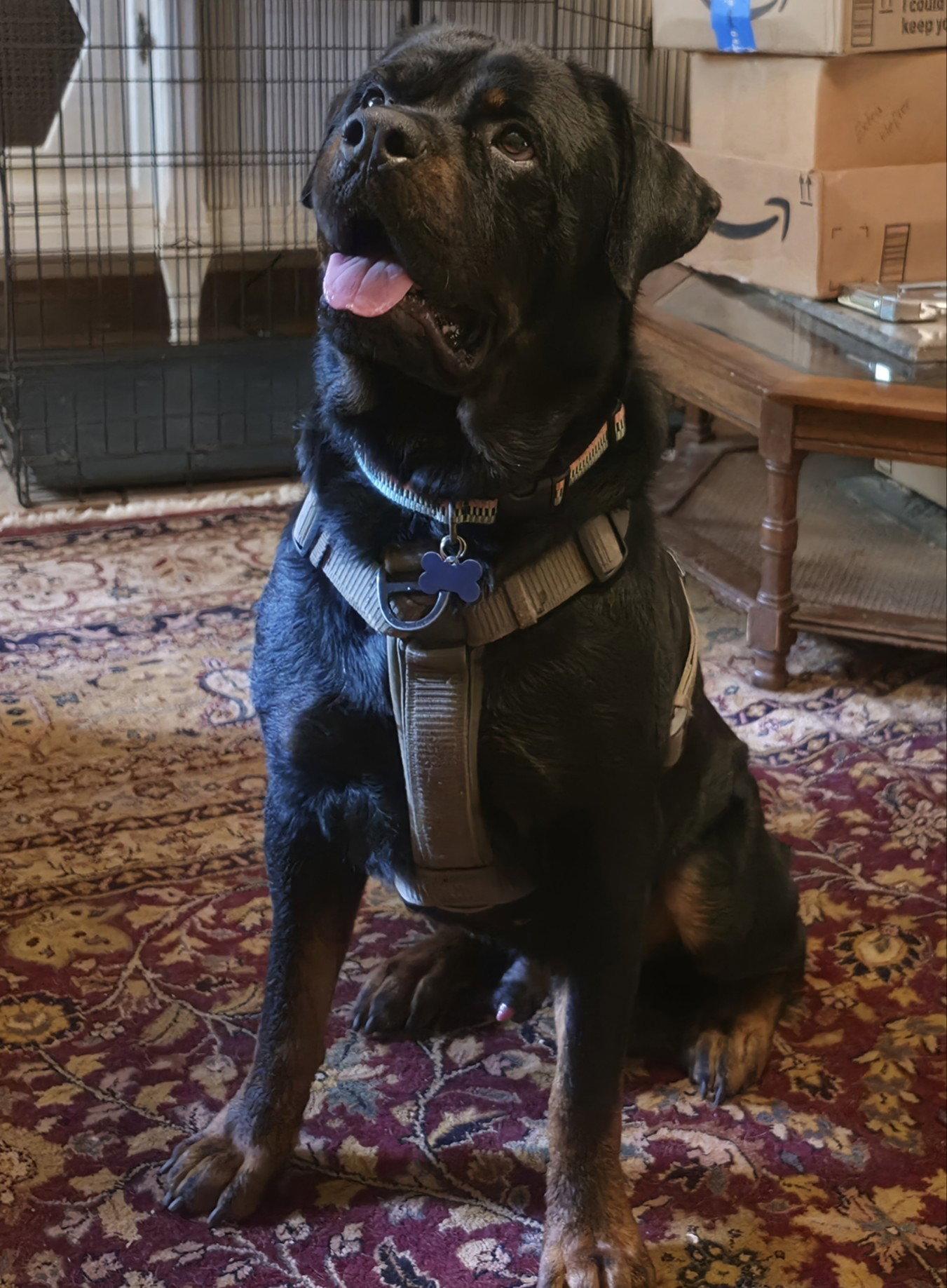 Enlarge Dan, a Adoptable Rottweiler in Hillsboro, NH image 3/3