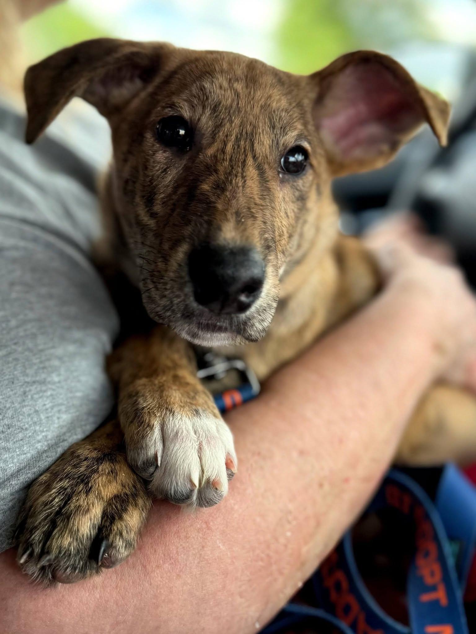 Enlarge Paul, a Adoptable mixed breed in East Sparta, OH image 4/5