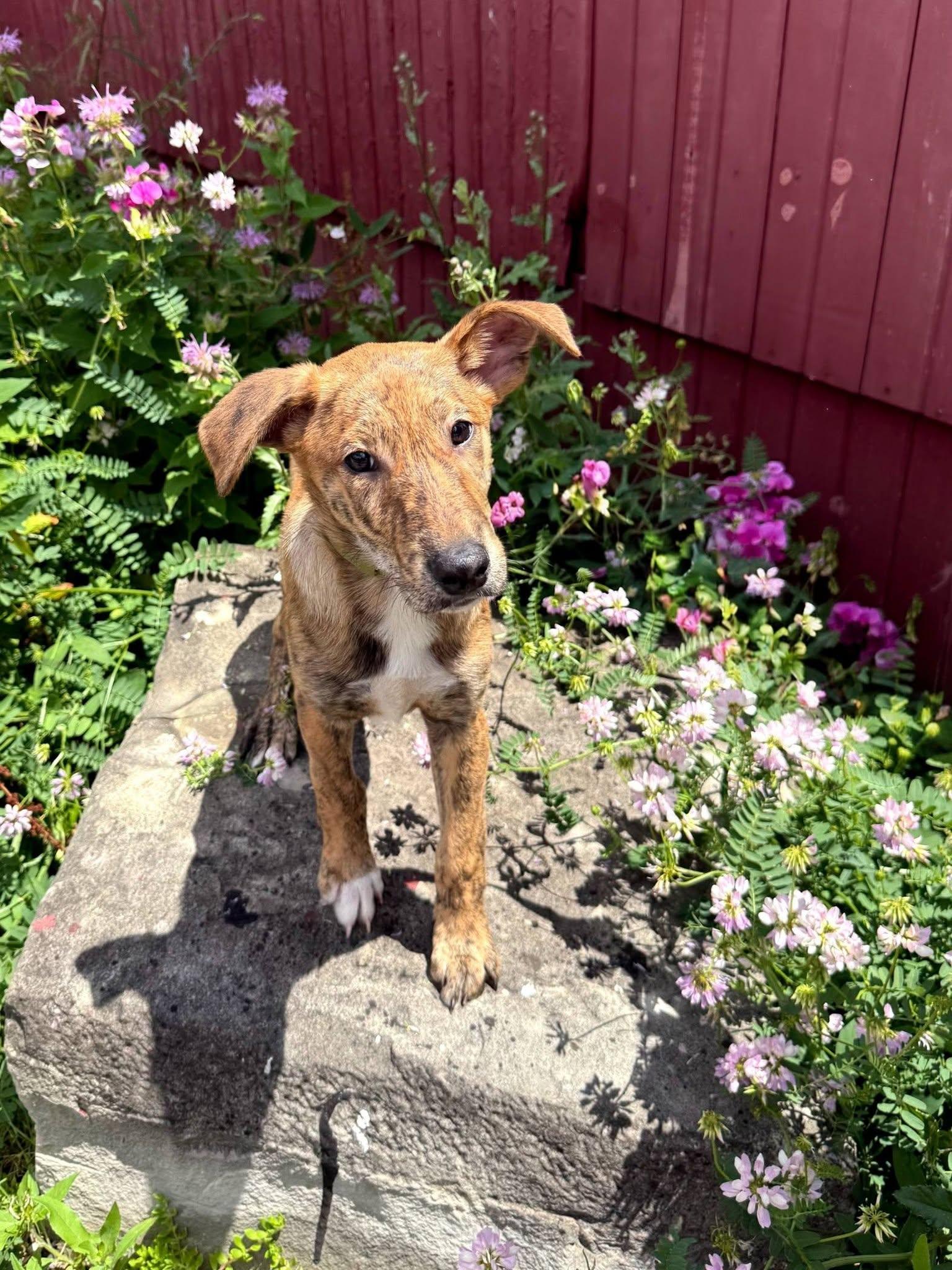 Paul, Adoptable, Puppy Male Jack Russell Terrier & Rat Terrier.