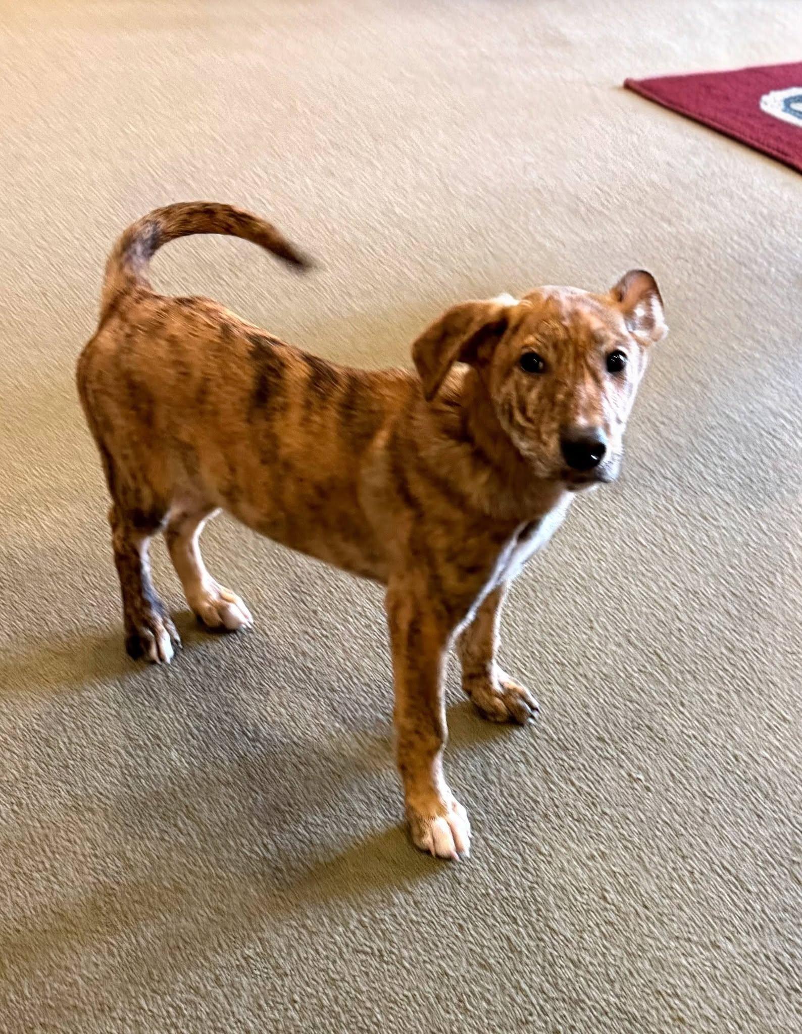 Enlarge Paul, a Adoptable mixed breed in East Sparta, OH image 2/5