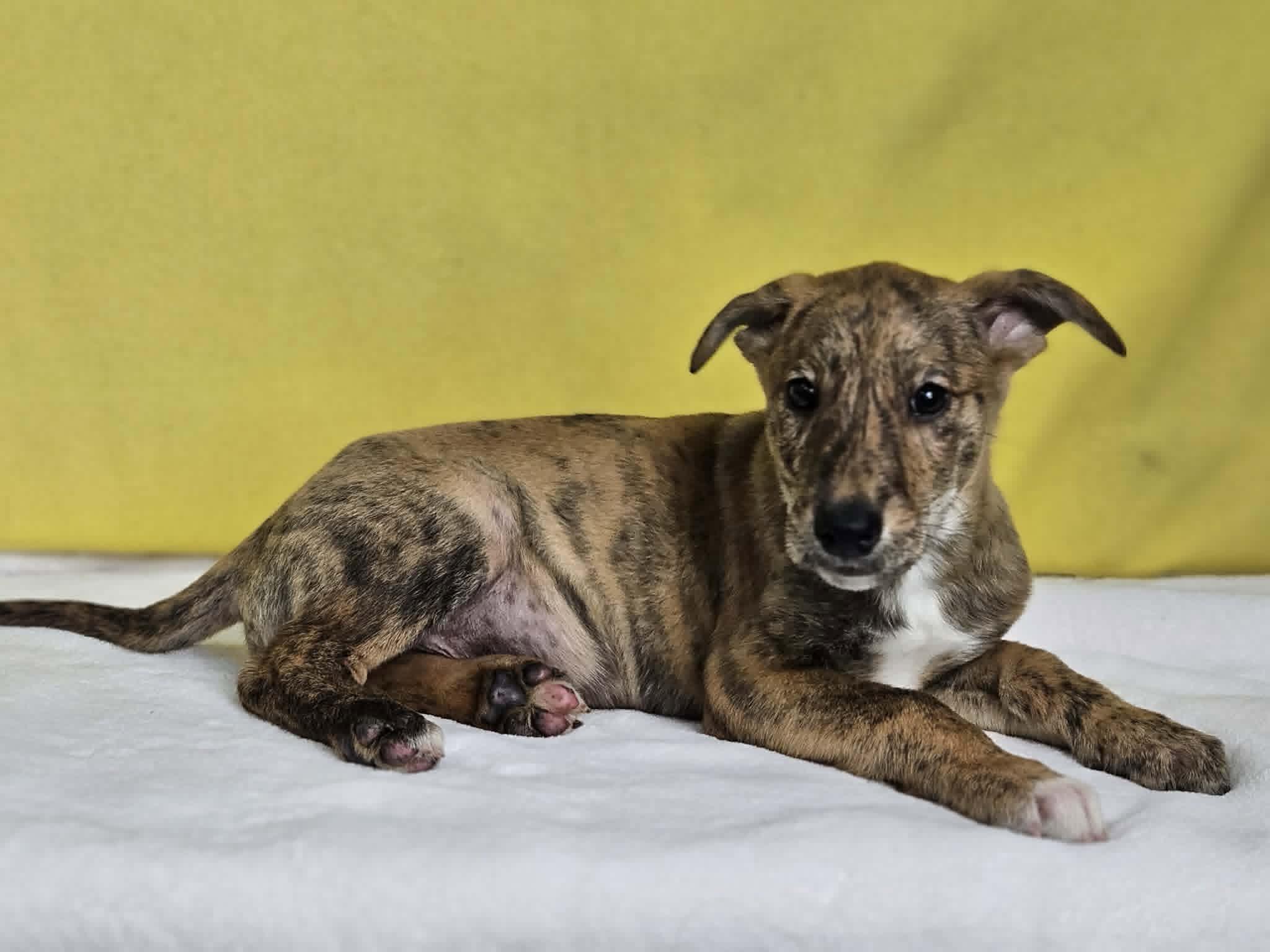 Enlarge Paul, a Adoptable mixed breed in East Sparta, OH image 1/1