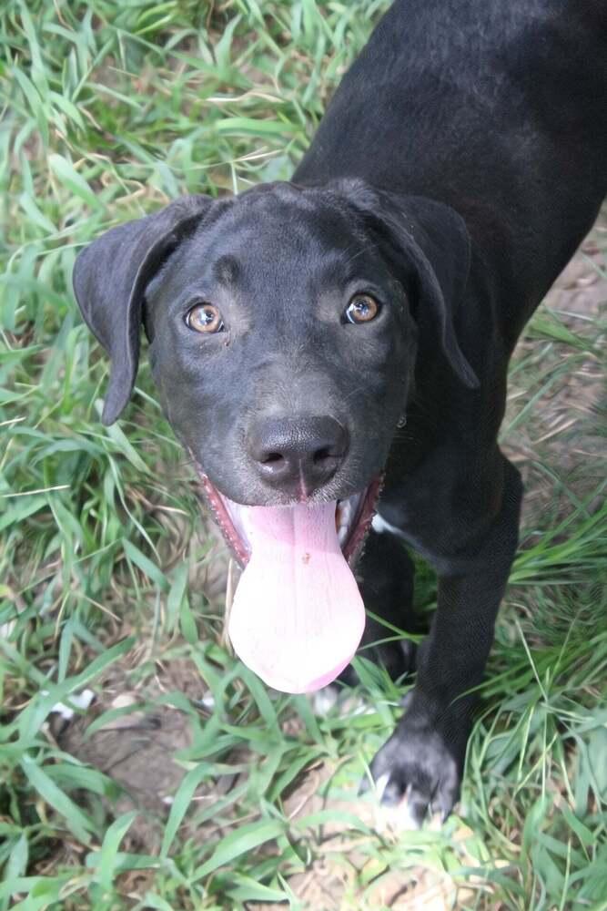Enlarge Yukon, a Adoptable Labrador Retriever in New Bedford, MA image 2/3