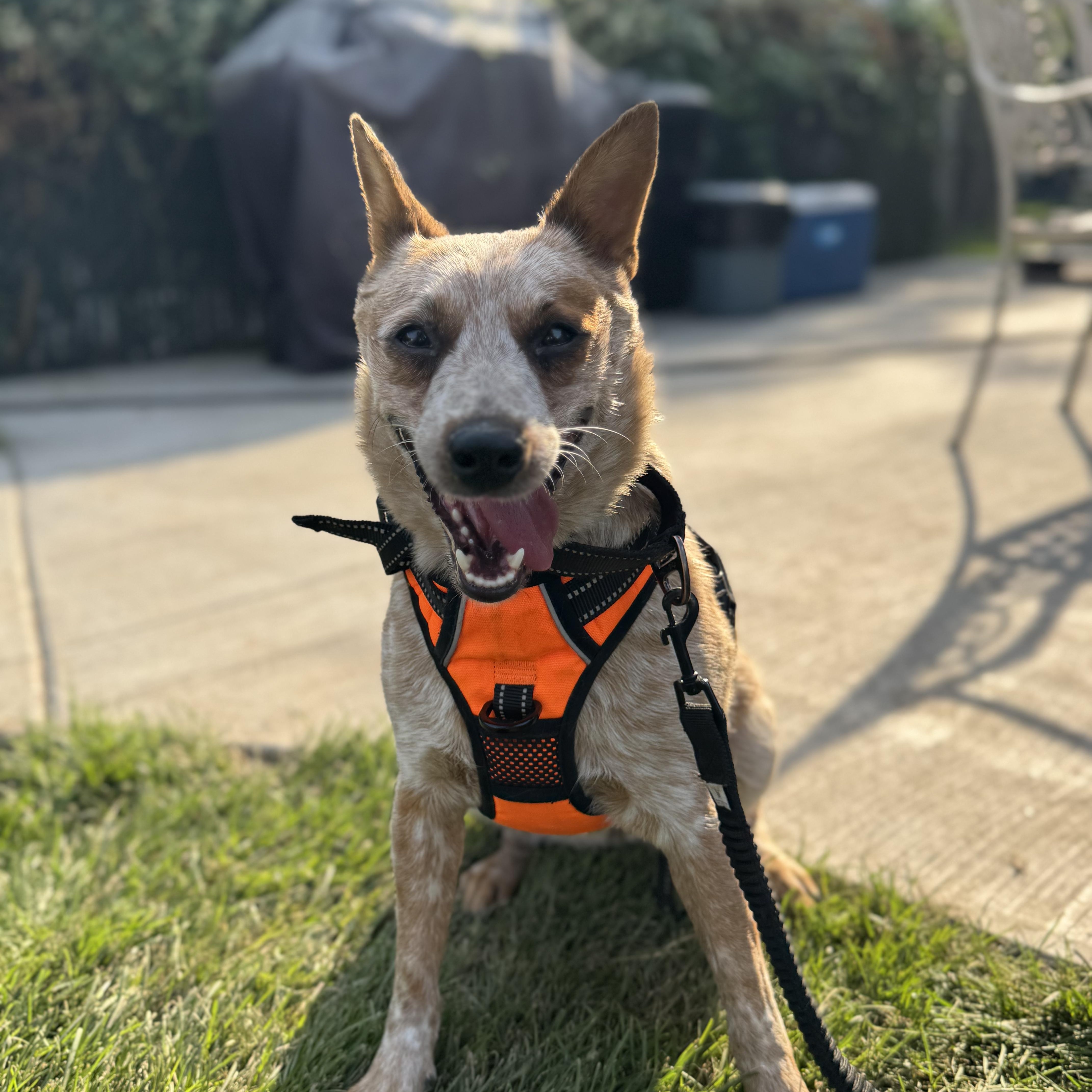 Sage, a Adopted Australian Cattle Dog / Blue Heeler in Elk, WA image 3/5