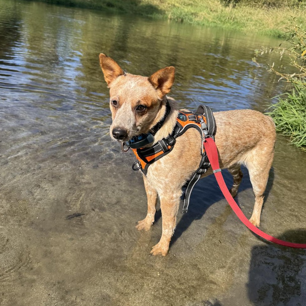Sage, a Adopted Australian Cattle Dog / Blue Heeler in Elk, WA image 2/5