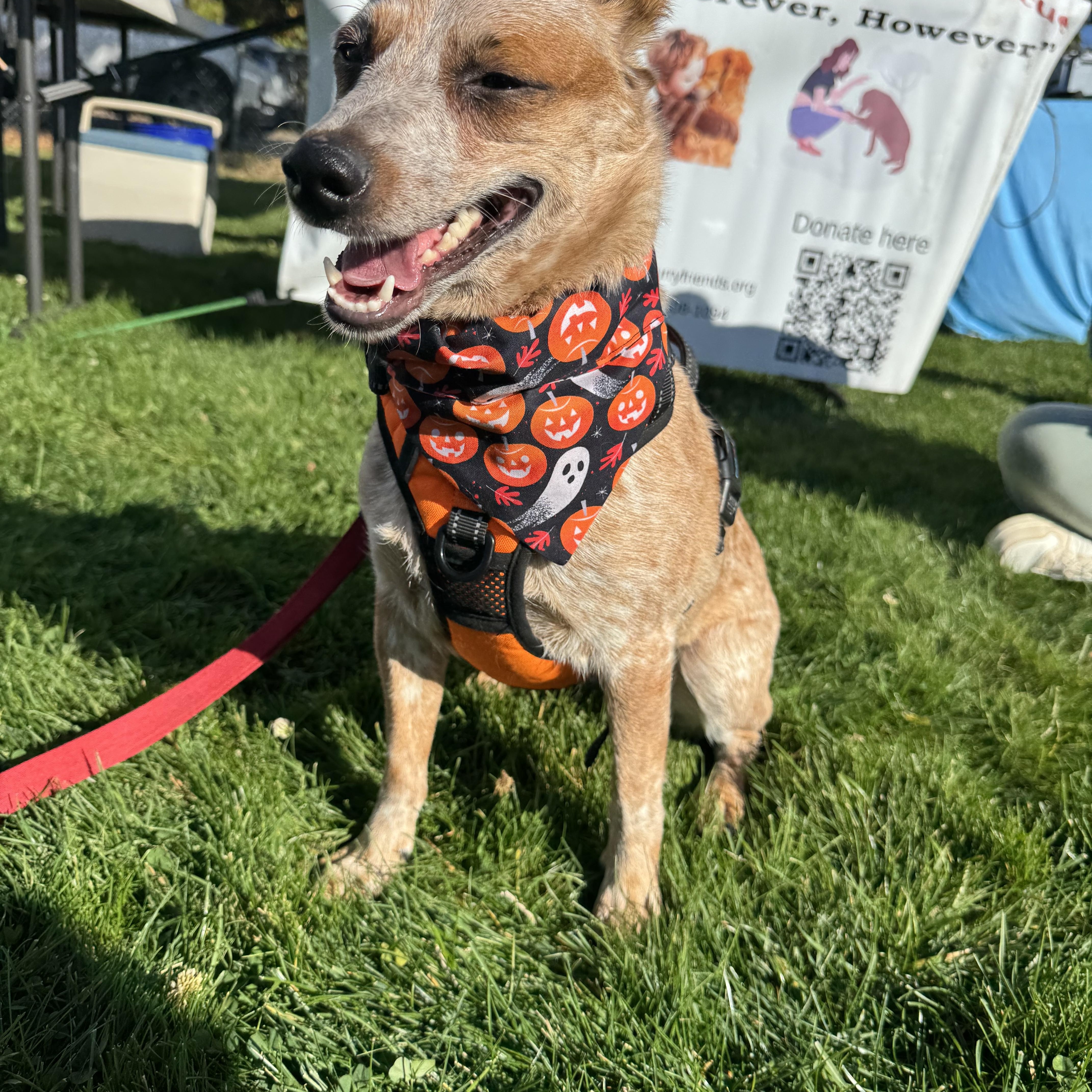 Sage, a Adopted Australian Cattle Dog / Blue Heeler in Elk, WA image 4/5