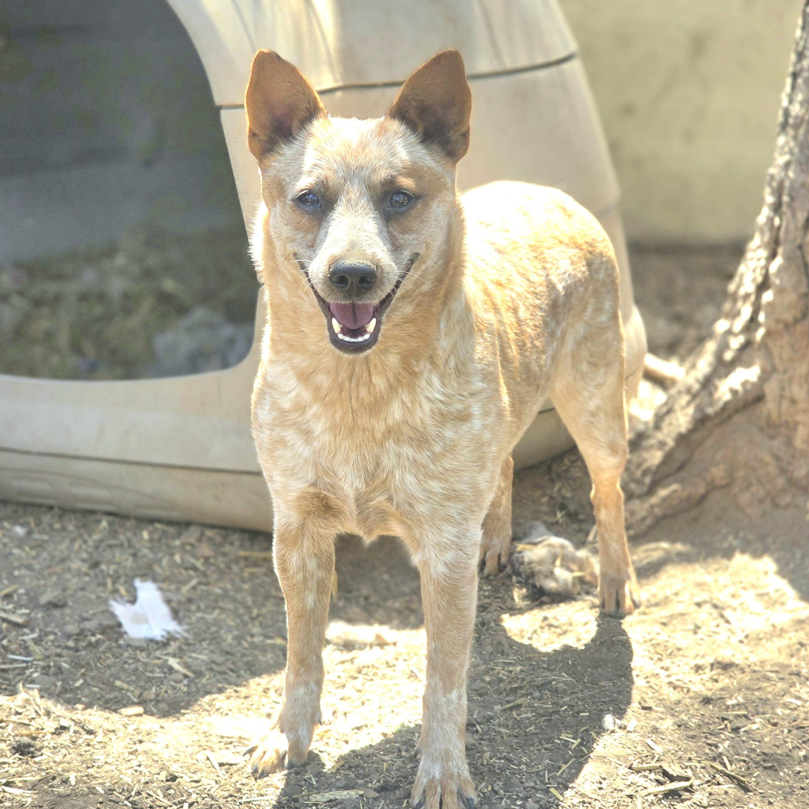 Sage, a Adopted Australian Cattle Dog / Blue Heeler in Elk, WA image 5/5