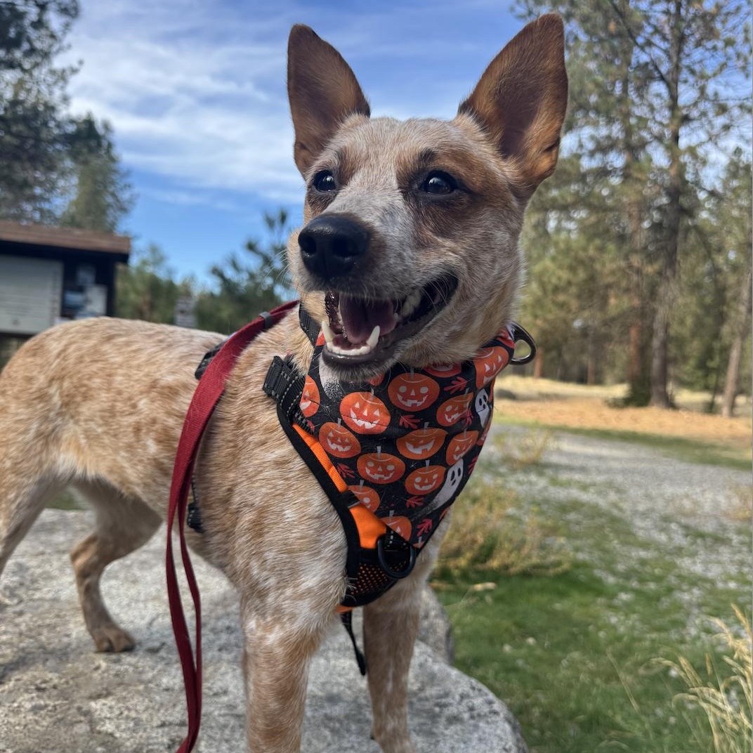 Sage, a Adopted Australian Cattle Dog / Blue Heeler in Elk, WA image 1/5