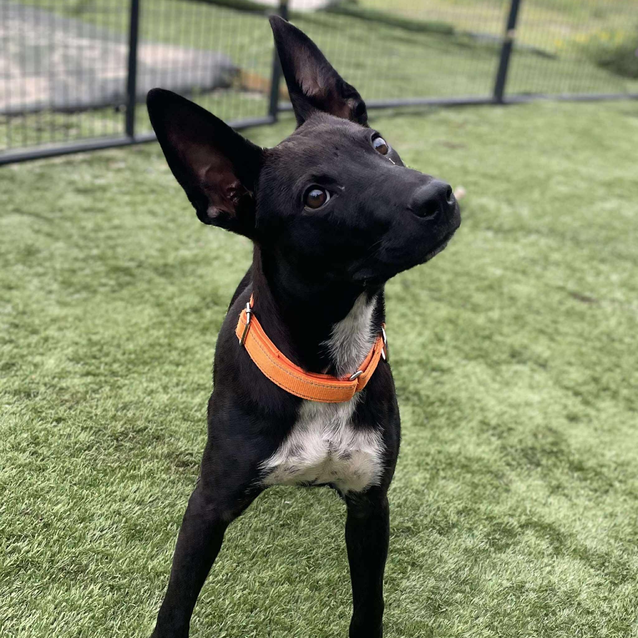 Danny, Adoptable, Young Male Black Labrador Retriever & Australian Cattle Dog / Blue Heeler.