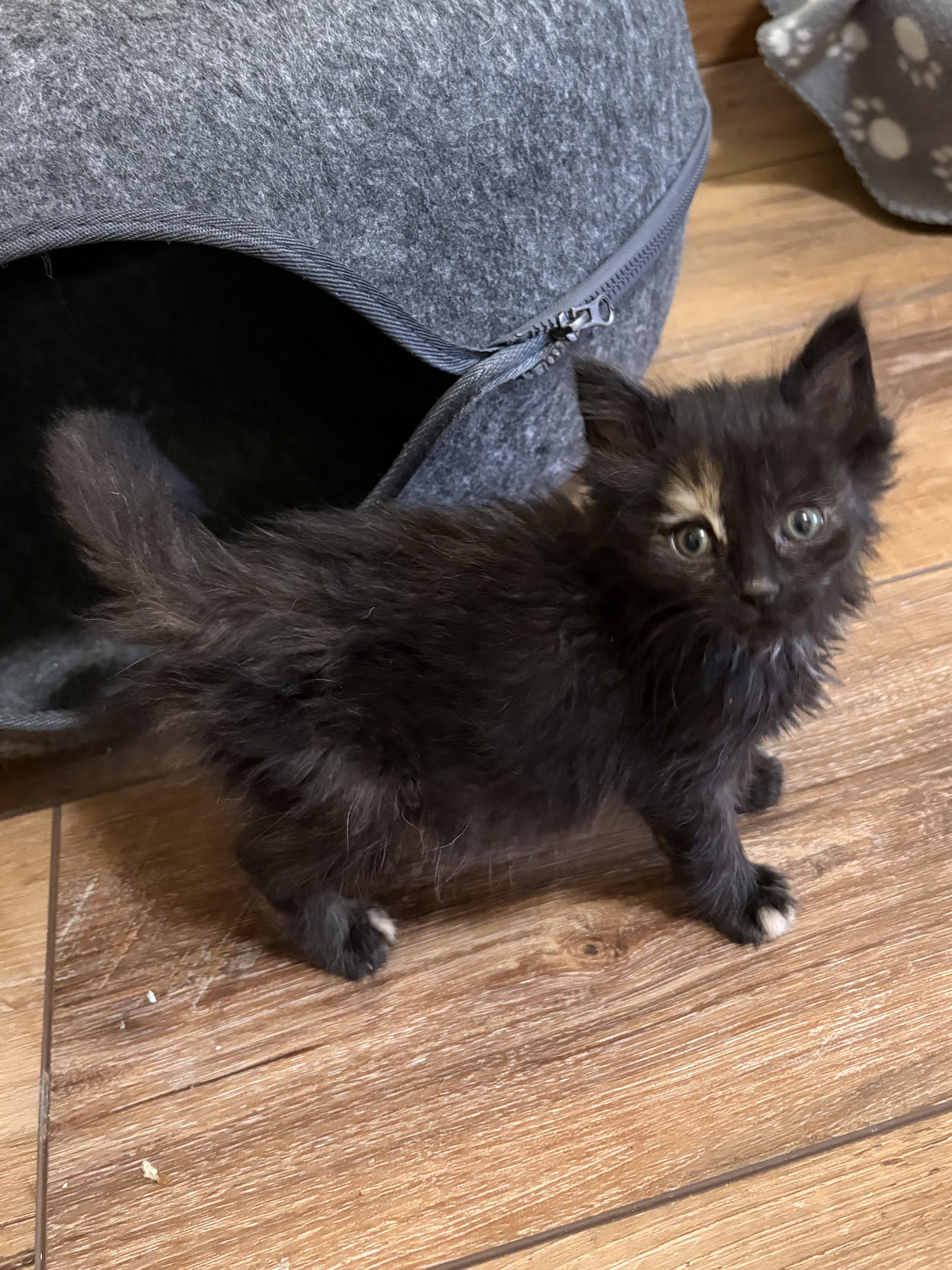 Enlarge Ivy, an adopted Domestic Medium Hair in Big Rapids, MI image 2/4