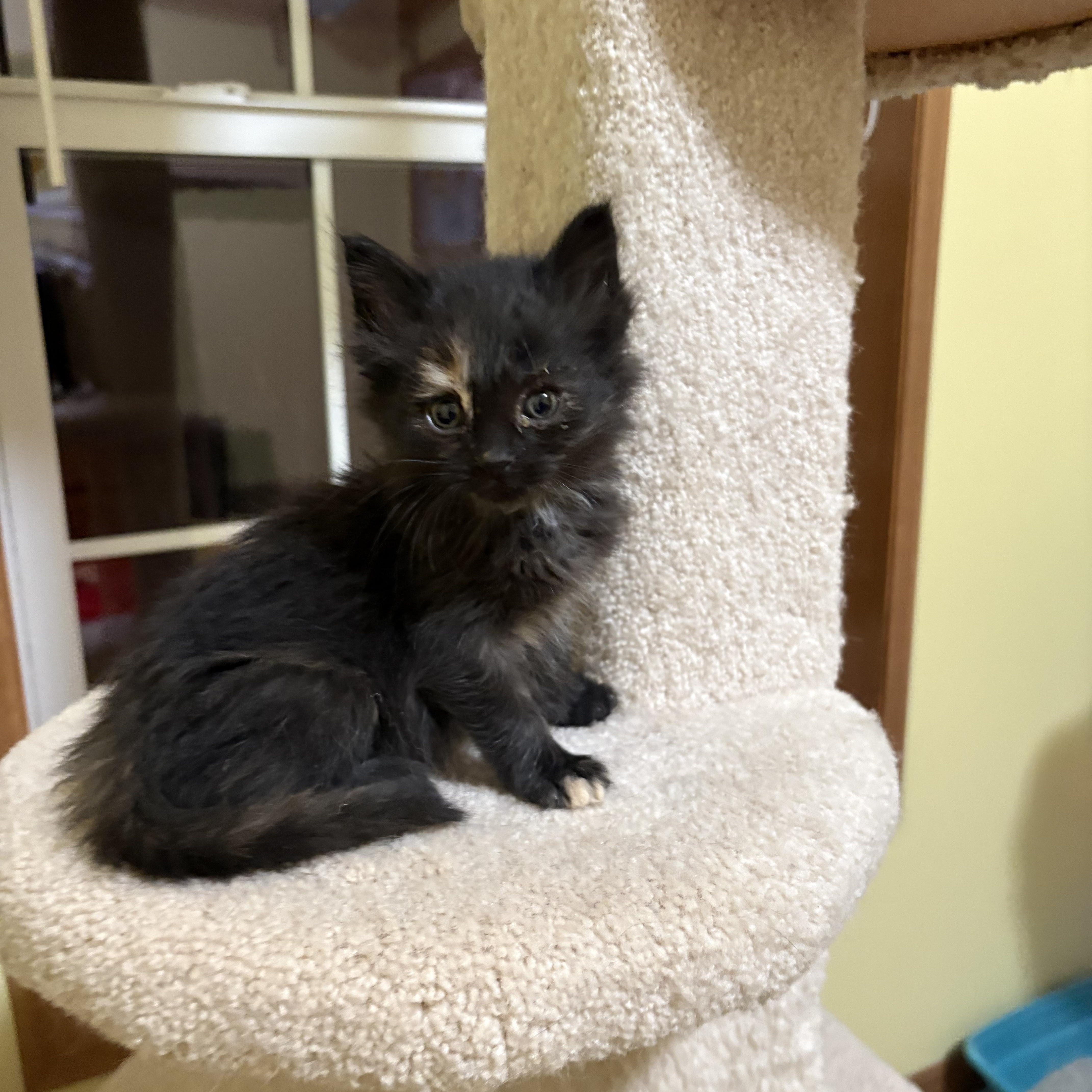 Enlarge Ivy, an adopted Domestic Medium Hair in Big Rapids, MI image 3/4