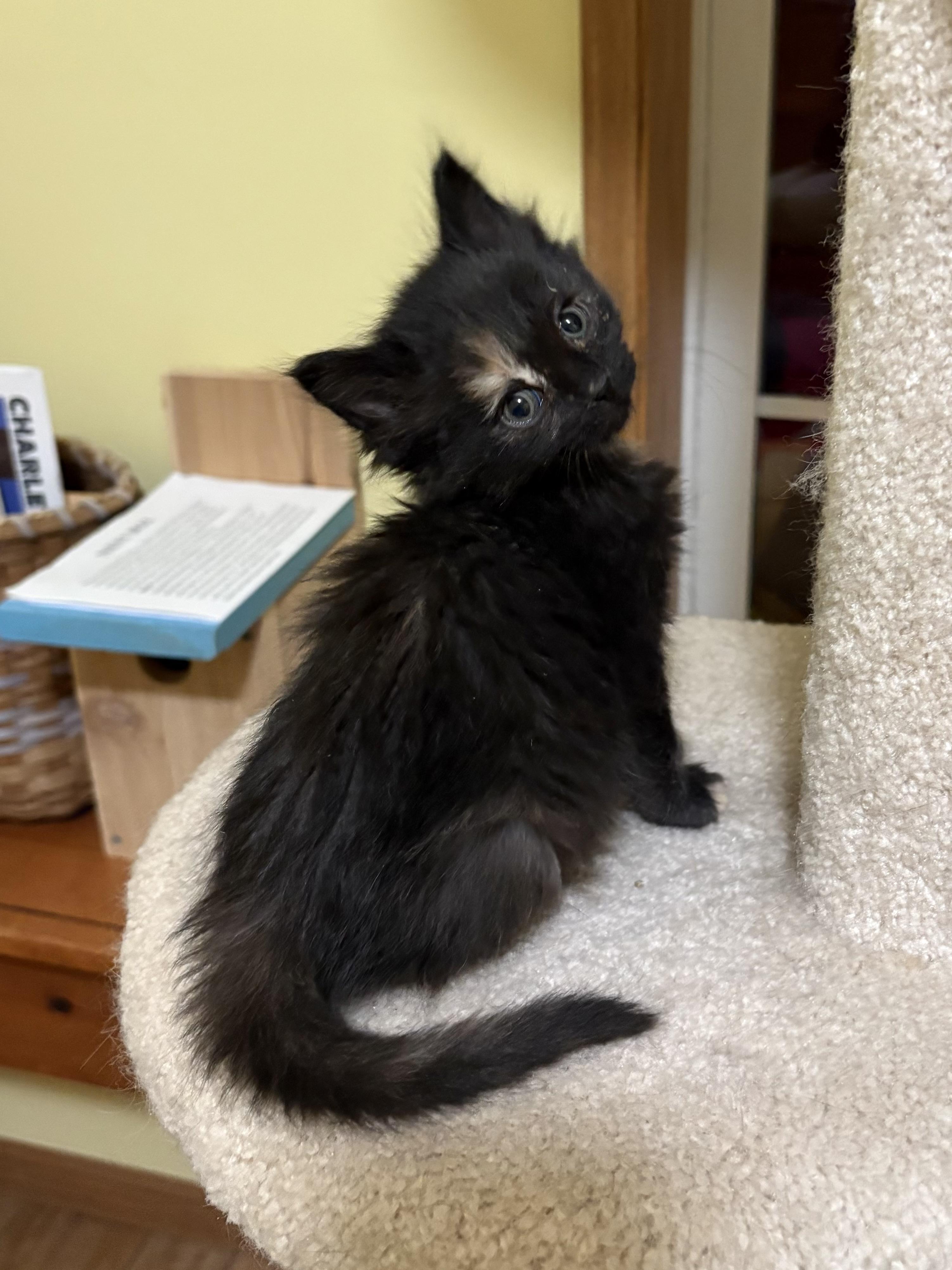 Ivy, ADOPTABLE, Kitten Female Domestic Medium Hair.