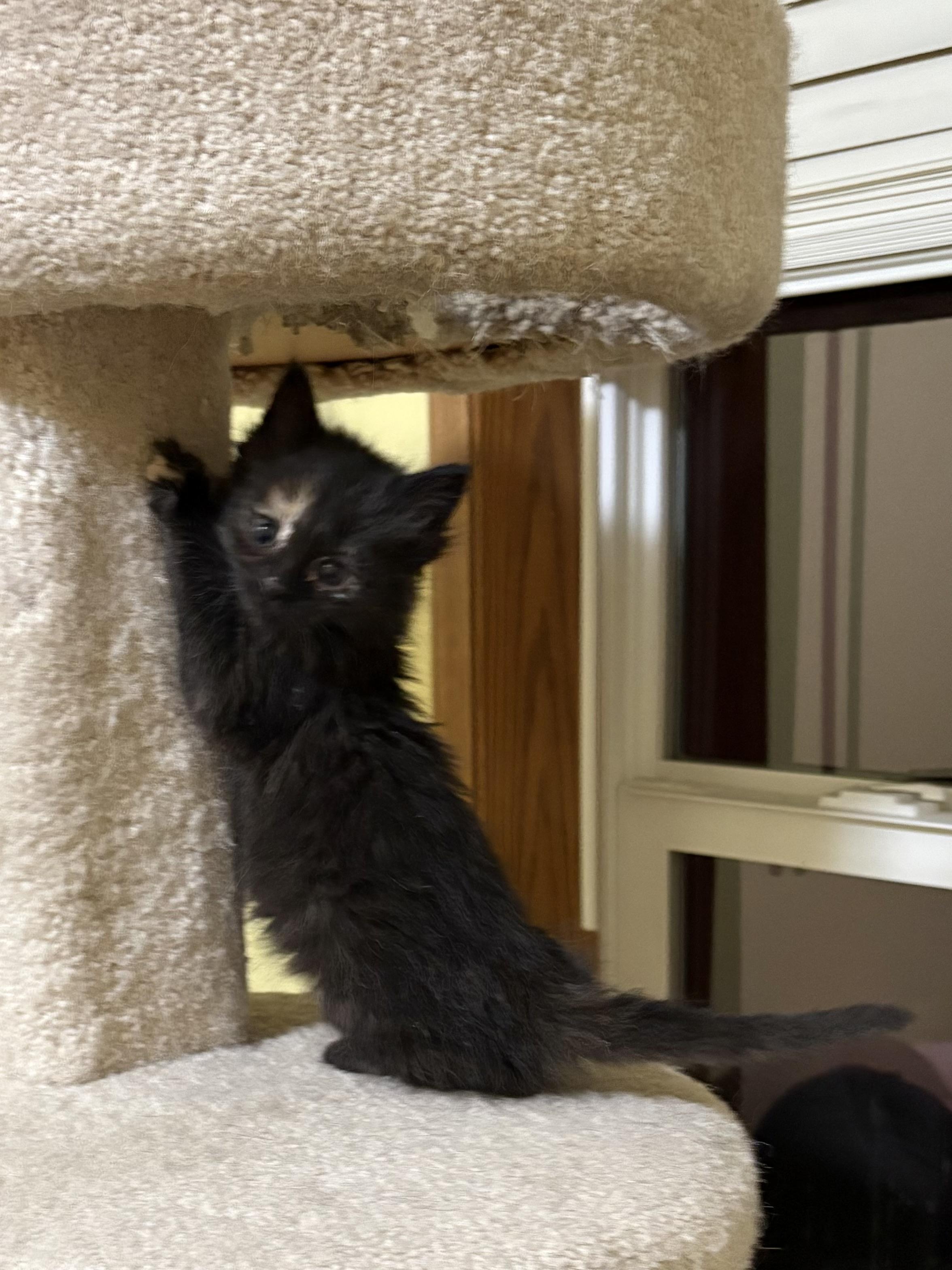 Enlarge Ivy, an adopted Domestic Medium Hair in Big Rapids, MI image 4/4