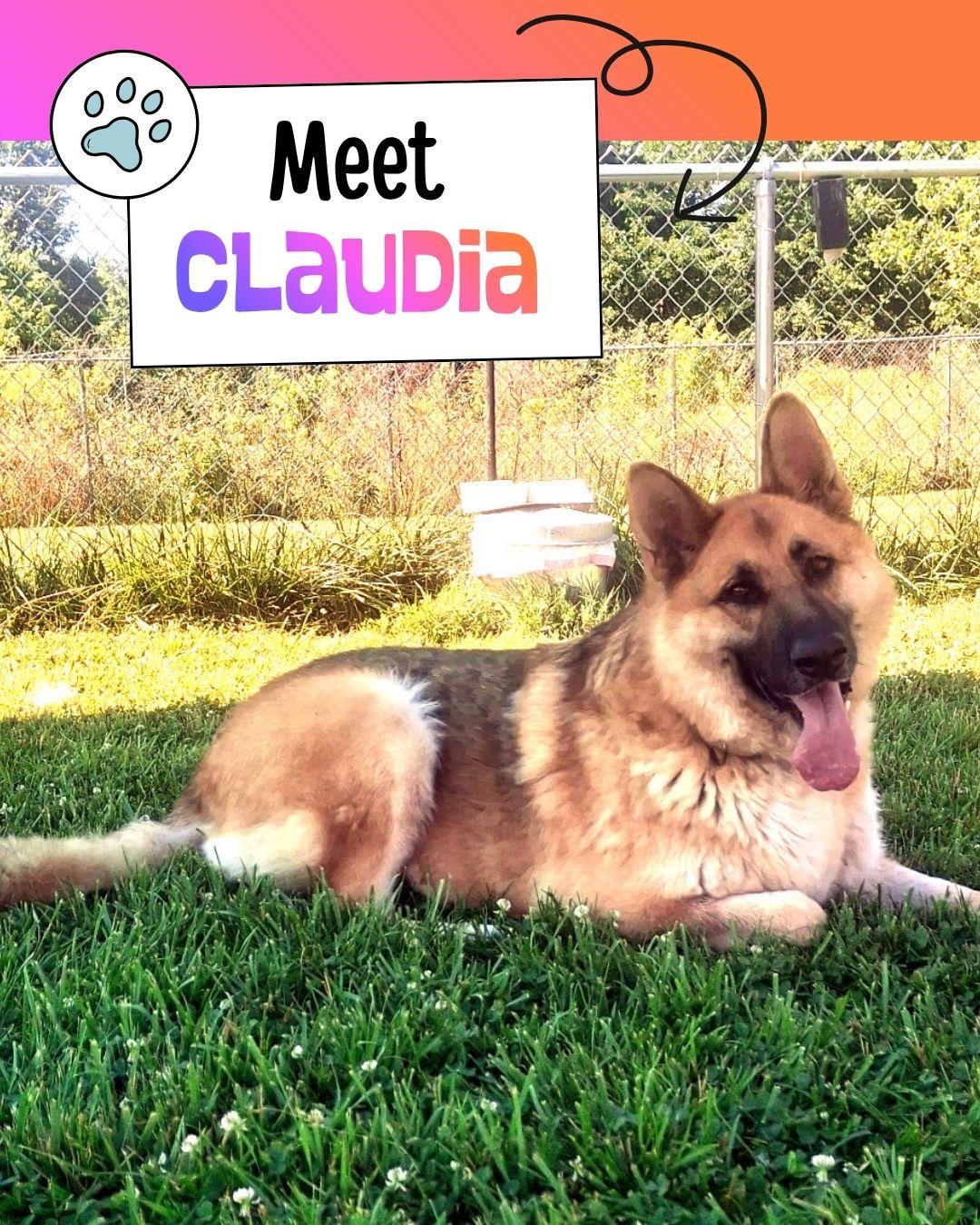 Claudia, ADOPTABLE, Young Female German Shepherd Dog.