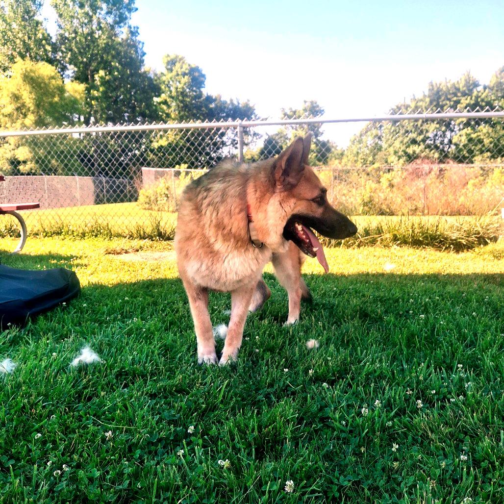 Claudia, a ADOPTABLE German Shepherd Dog in Sulphur, KY image 2/4