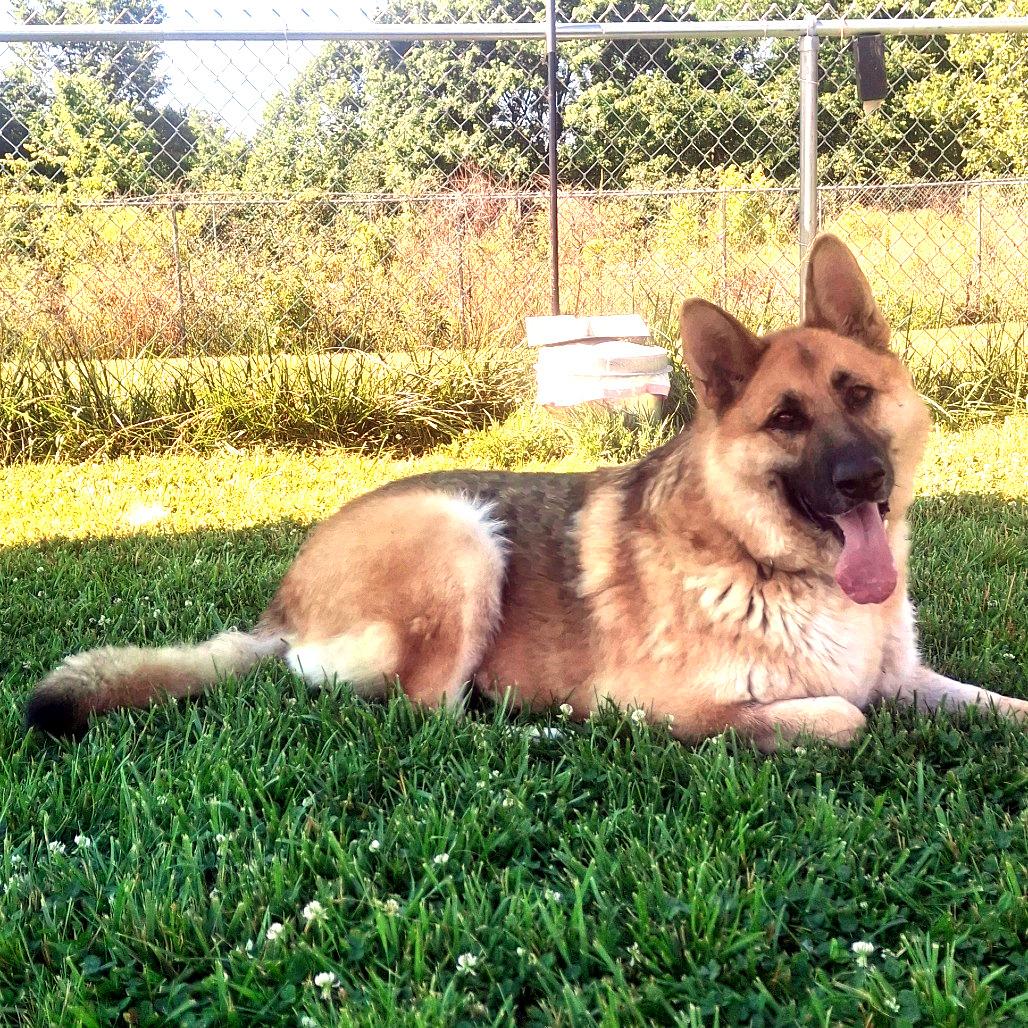 Claudia, a ADOPTABLE German Shepherd Dog in Sulphur, KY image 3/4