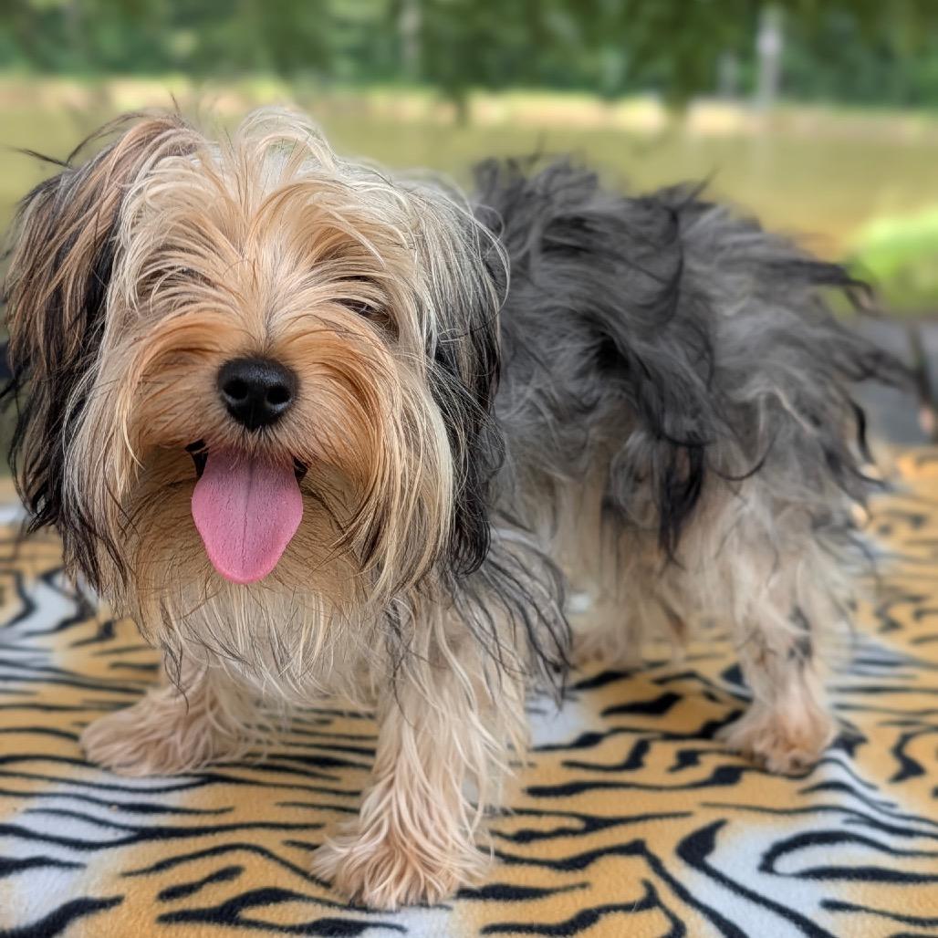 Enlarge Nala 07-1823, a Adoptable Yorkshire Terrier in Covington, GA image 1/3