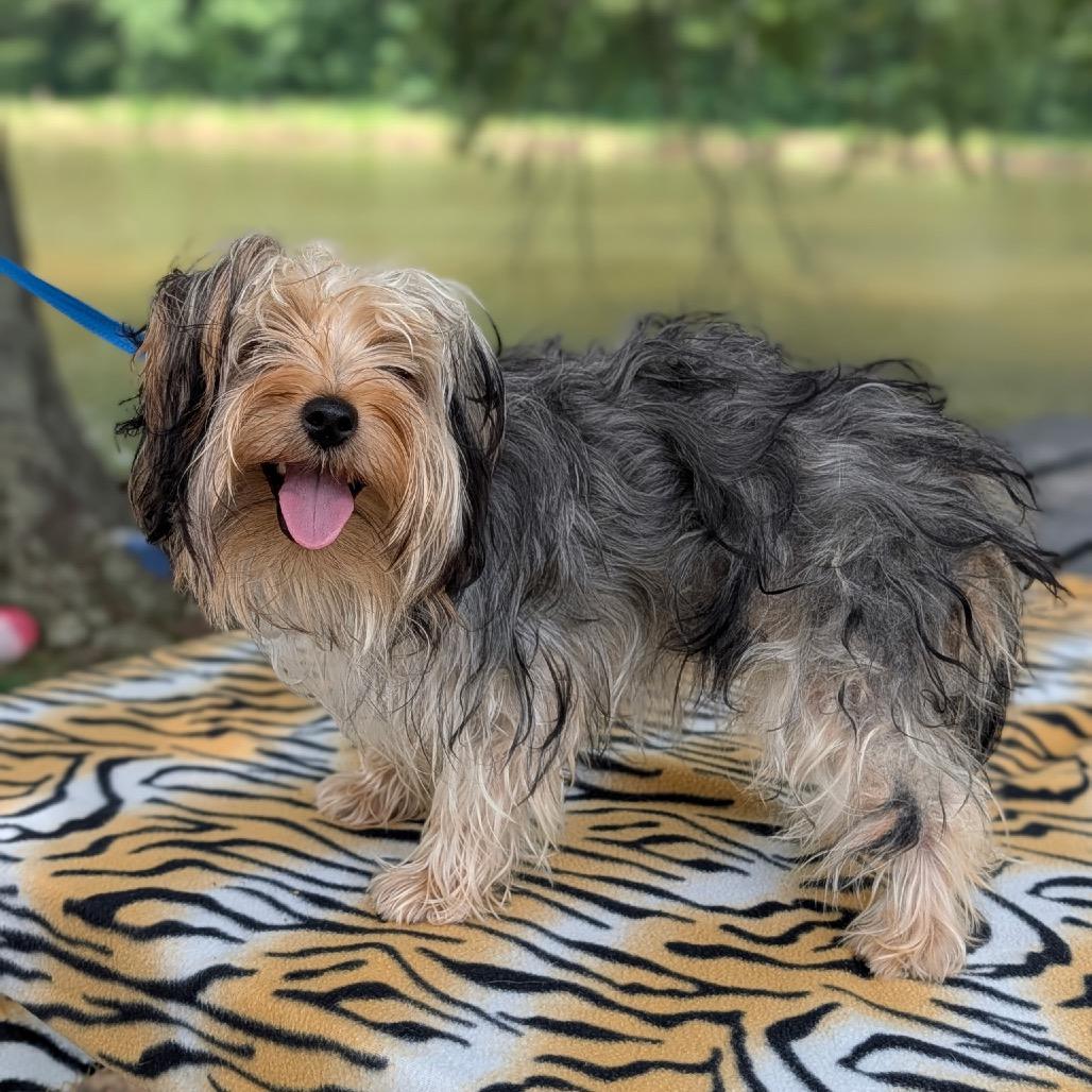 Enlarge Nala 07-1823, a Adoptable Yorkshire Terrier in Covington, GA image 2/3