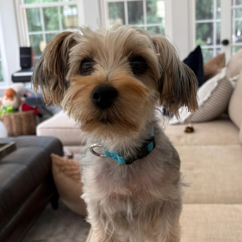 Enlarge Nala 07-1823, a Adoptable Yorkshire Terrier in Covington, GA image 3/3
