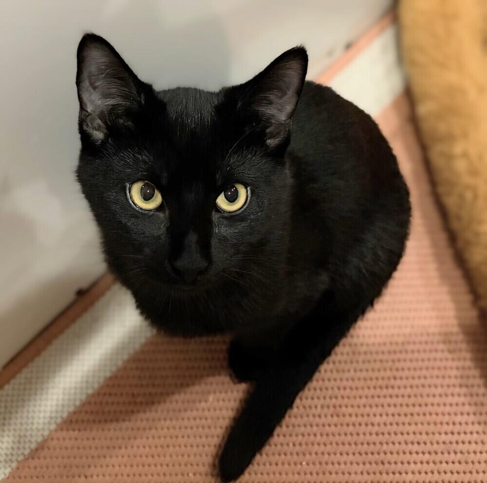 Enlarge Riley w/ Rowan, a Adoptable Domestic Short Hair in Duxbury, MA image 1/4