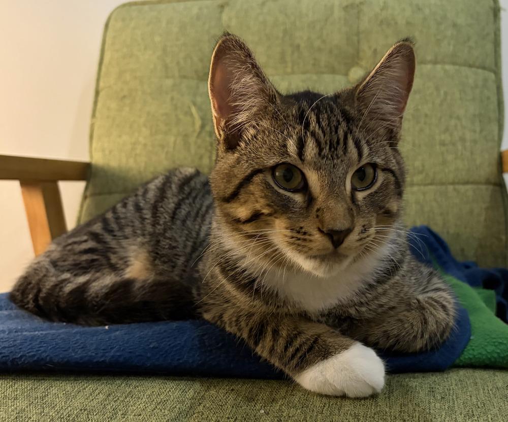 Enlarge Riley w/ Rowan, a Adoptable Domestic Short Hair in Duxbury, MA image 2/4