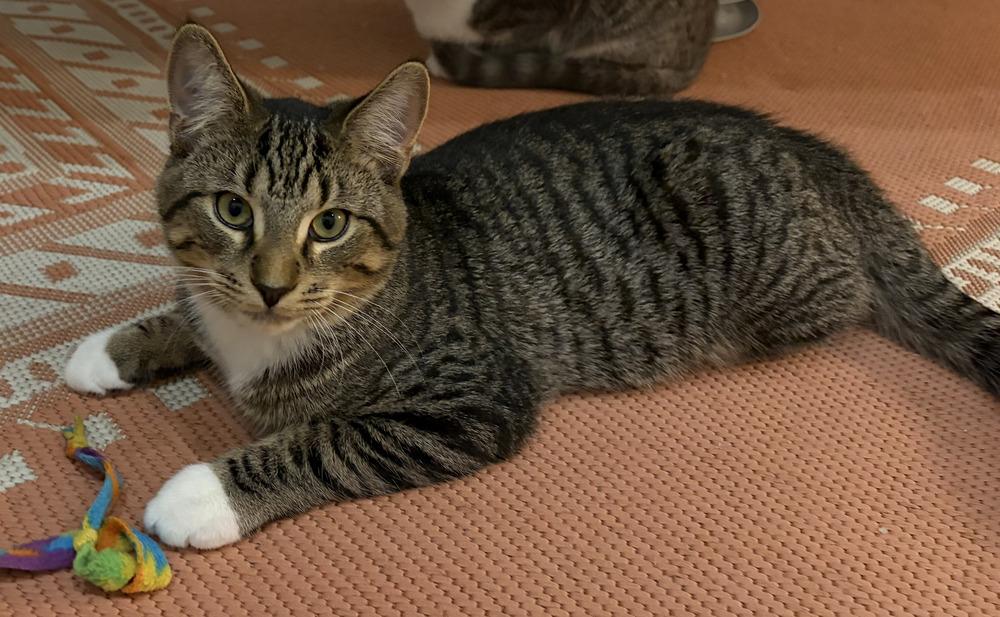 Enlarge Riley w/ Rowan, a Adoptable Domestic Short Hair in Duxbury, MA image 3/4