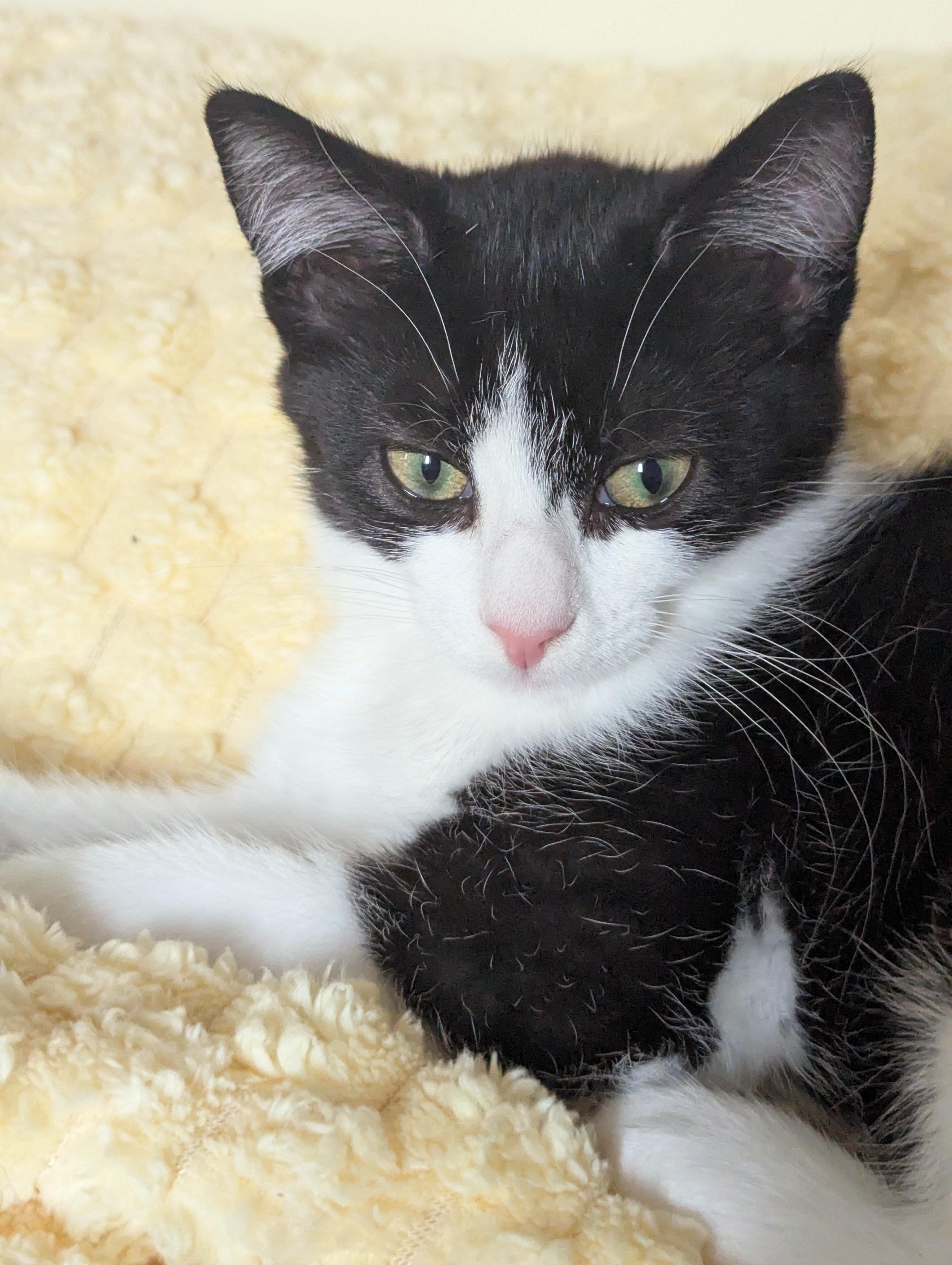 Girlie, Adoptable, Kitten Female Domestic Short Hair.