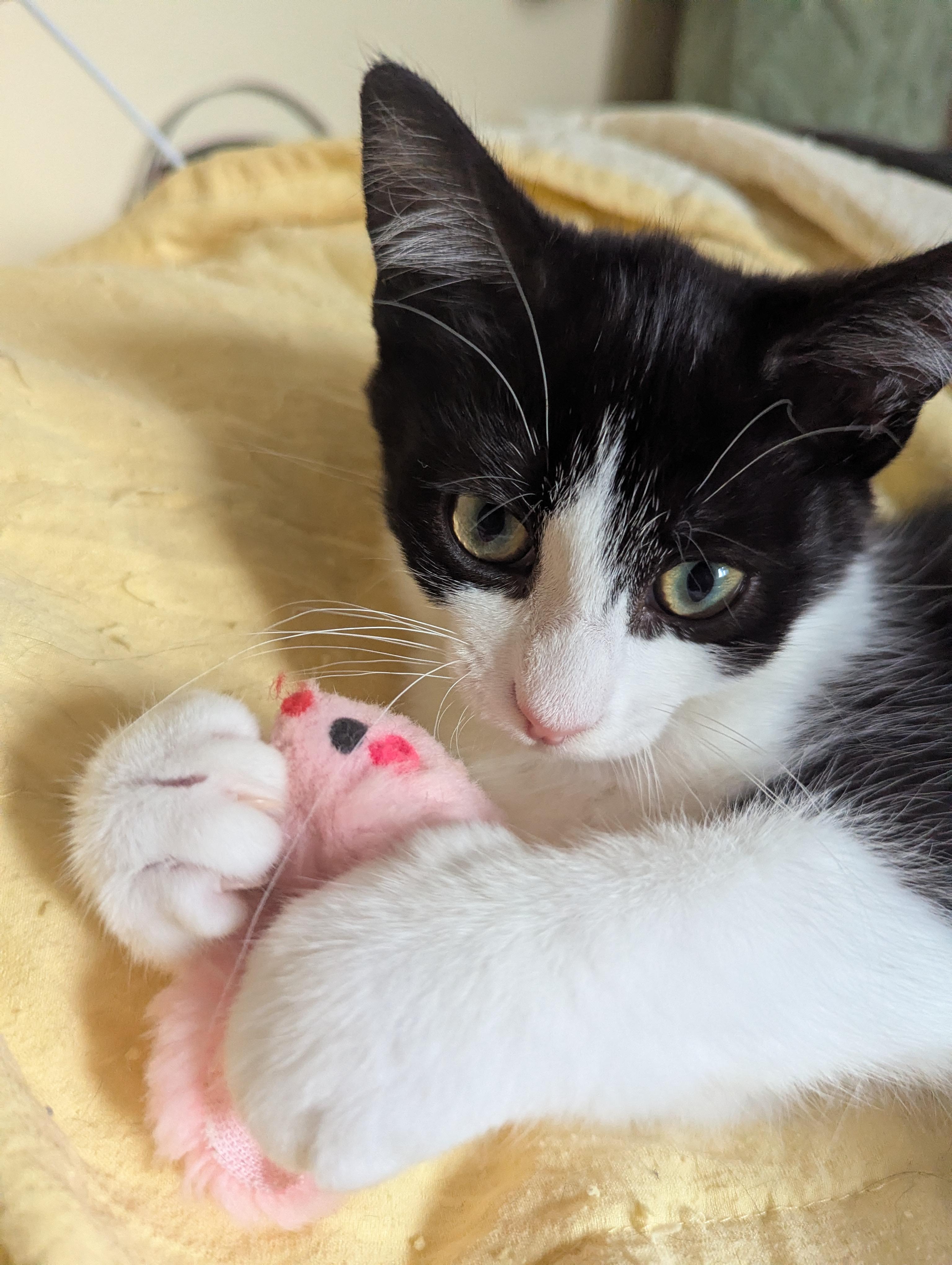 Enlarge Girlie, a Adoptable Domestic Short Hair in Sterling Heights, MI image 2/2