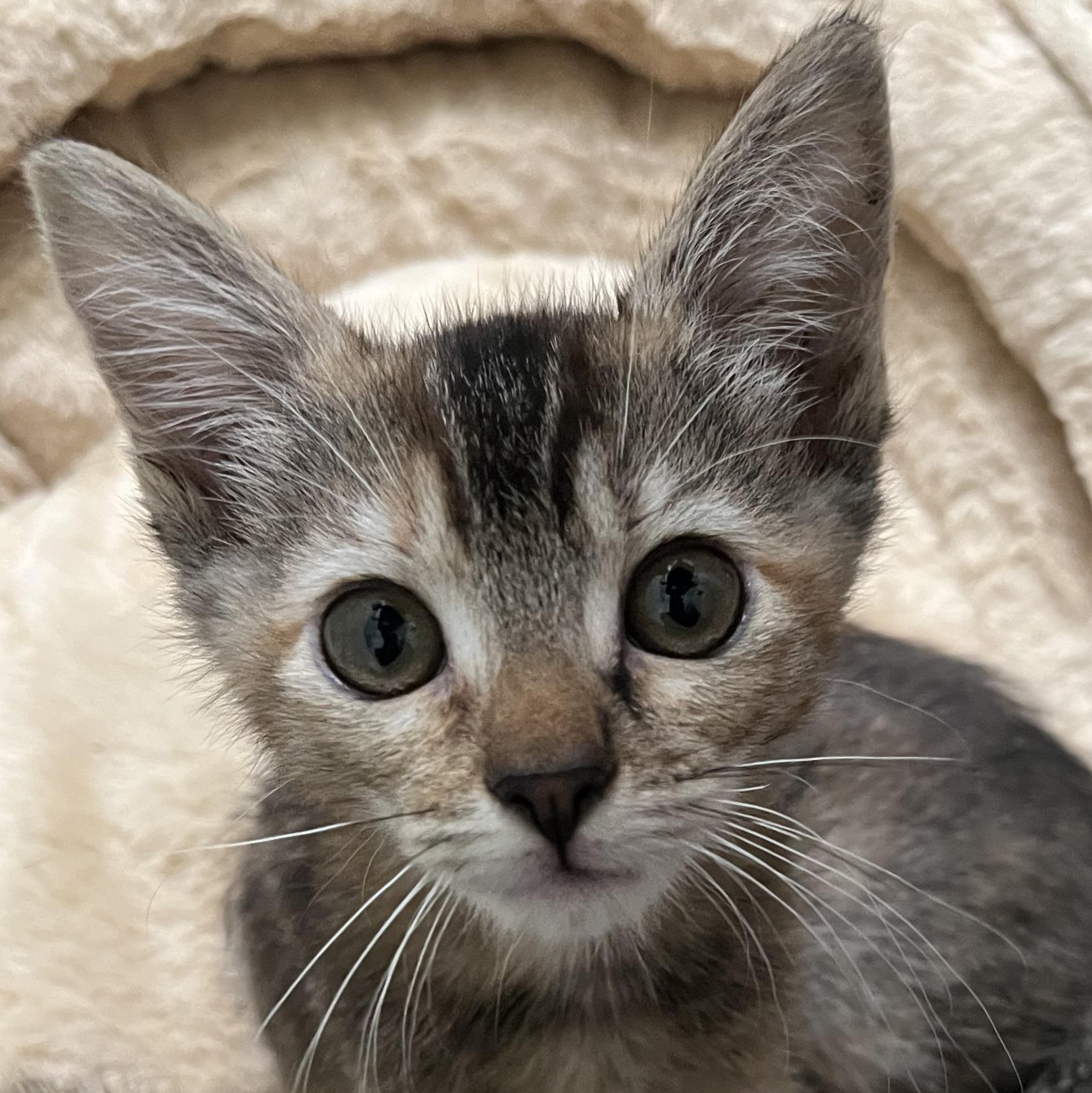 Hilton, adopted, Kitten Female Abyssinian & Domestic Short Hair.