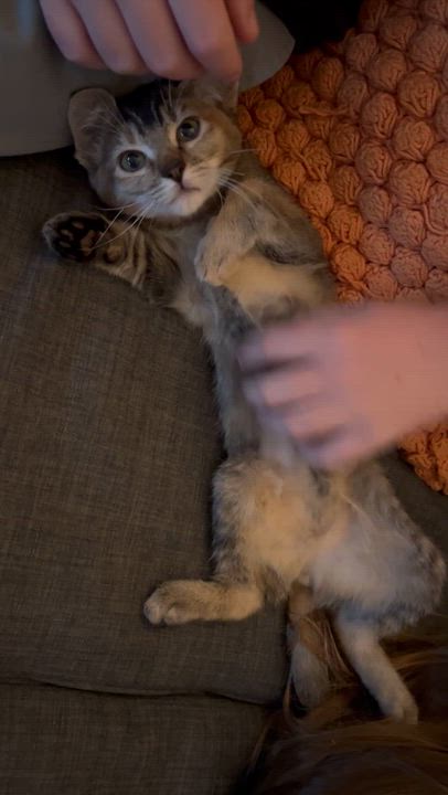 Enlarge Hilton, an adopted mixed breed in Santa Ana, CA video 4/5