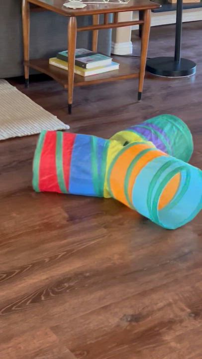 Enlarge Hilton, an adopted mixed breed in Santa Ana, CA video 5/5