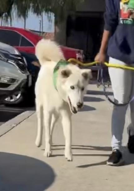 Bolt, ADOPTABLE, Adult Male German Shepherd Dog & Siberian Husky.