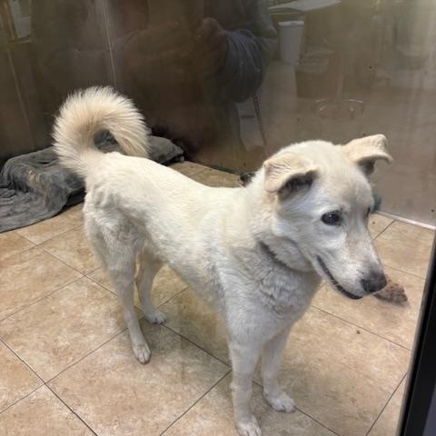 Enlarge Bolt, a ADOPTABLE mixed breed in Rancho Palos Verdes, CA image 5/5