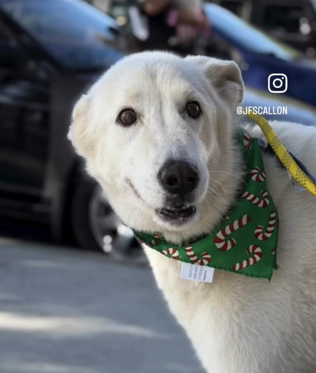 Enlarge Bolt, a ADOPTABLE mixed breed in Rancho Palos Verdes, CA image 4/5