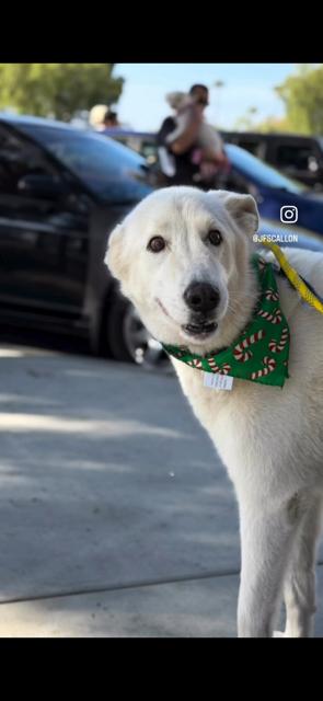 Enlarge Bolt, a ADOPTABLE mixed breed in Rancho Palos Verdes, CA image 3/5