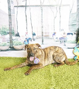 Enlarge FORBES, a ADOPTABLE mixed breed in Castro Valley, CA image 3/3