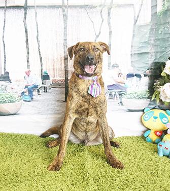 FORBES, ADOPTABLE, Adult Male Labrador Retriever.