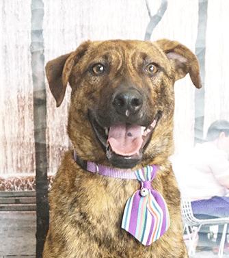 Enlarge FORBES, a ADOPTABLE mixed breed in Castro Valley, CA image 2/3