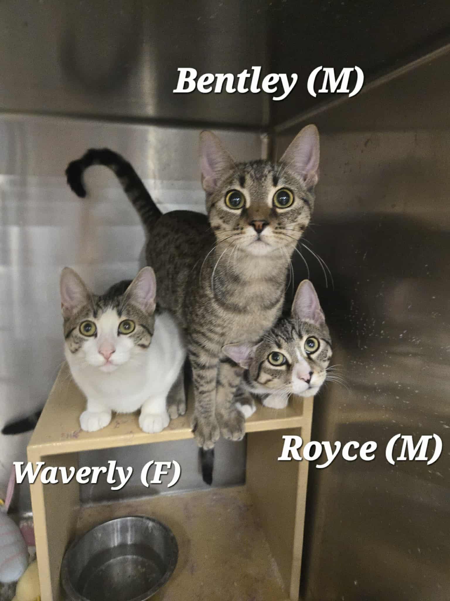 Waverly (F), Royce (M) and Bentley (M)