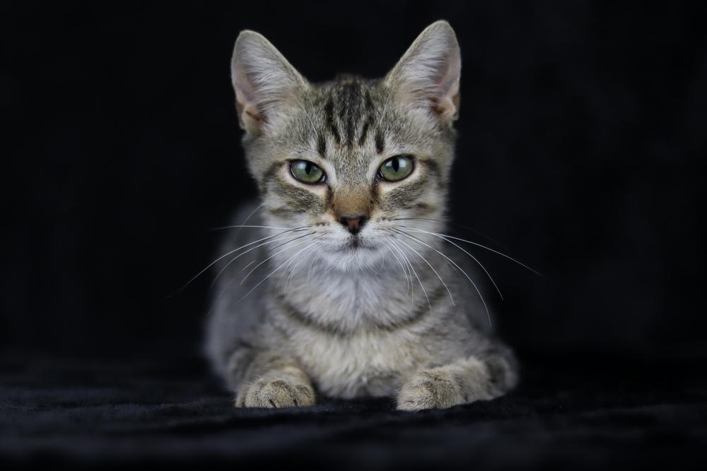 Enlarge Felix, a Adoptable Domestic Short Hair in Lewisburg, TN image 1/6