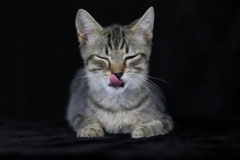 Enlarge Felix, a Adoptable Domestic Short Hair in Lewisburg, TN image 2/6