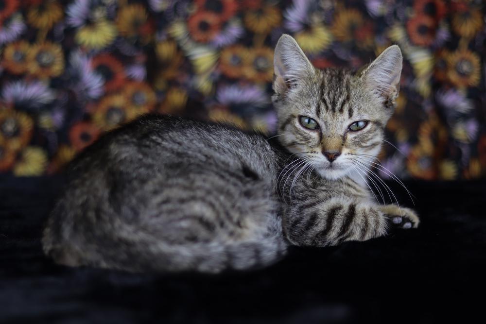 Enlarge Felix, a Adoptable Domestic Short Hair in Lewisburg, TN image 5/6