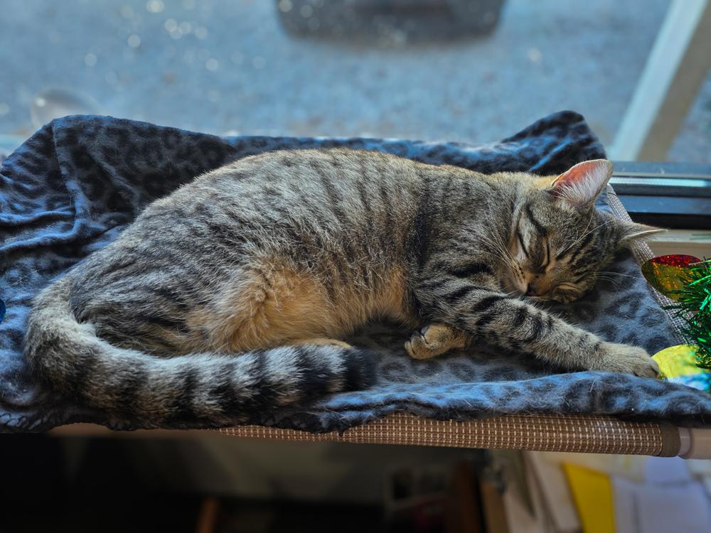 Enlarge Felix, a Adoptable Domestic Short Hair in Lewisburg, TN image 6/6
