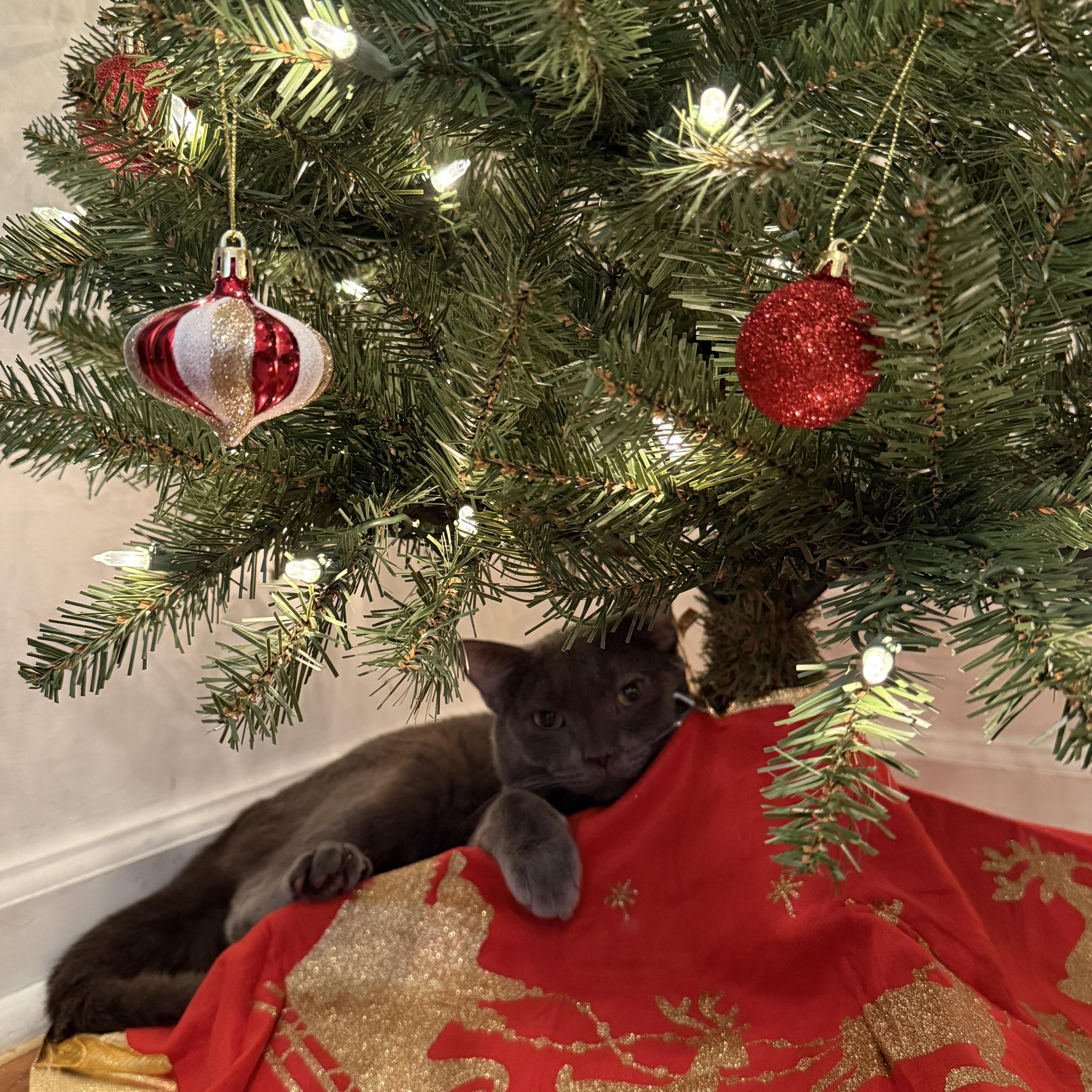 Enlarge Juice Box, an adopted mixed breed in Brooklyn, NY image 1/4